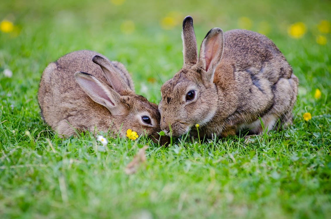 lapin couple